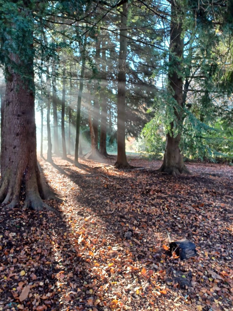 Sunbeams streaming between tall trees in the Blacknest woodland