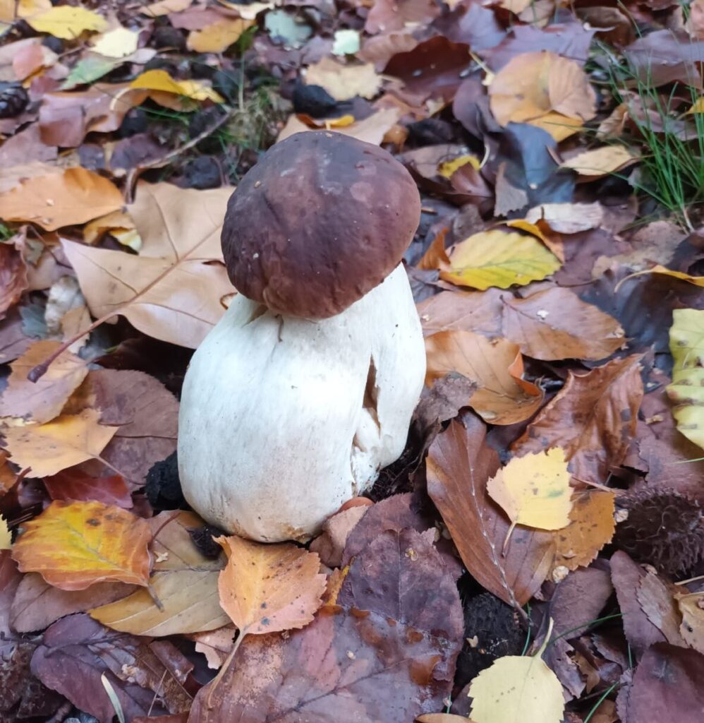 A penny bun mushroom pushing up through autumn leaves at Blacknest
