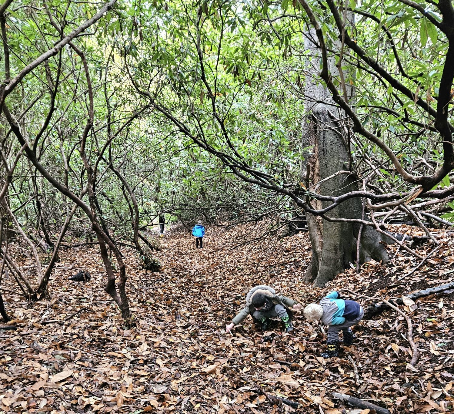 Children in the woods