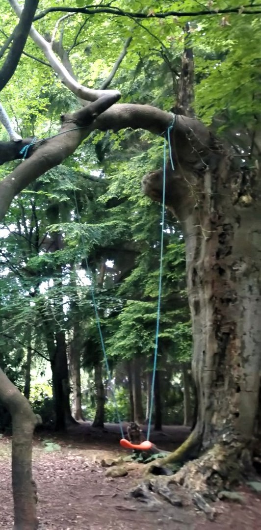A rope swing hanging from a great old tree in the Blacknest woods