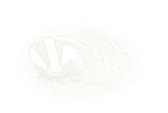 Chalk drawing of a badger