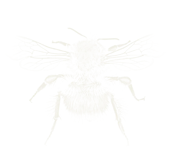 Chalk drawing of a bumblebee