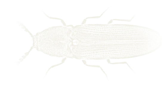 Chalk drawing of a violet click beetle