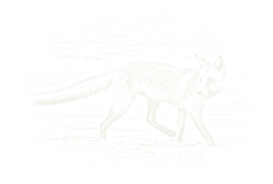 Chalk drawing of a fox