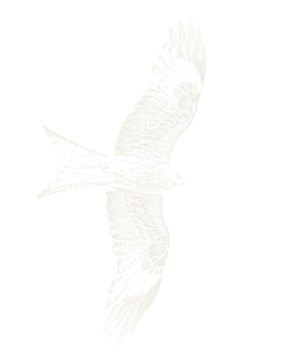 Chalk drawing of a red kite