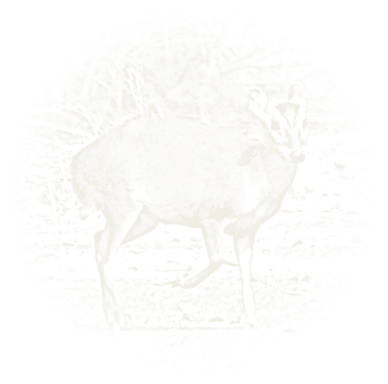 Chalk drawing of a muntjac deer