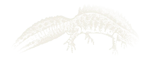Chalk drawing of a great crested newt