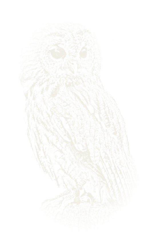 Chalk drawing of a tawny owl