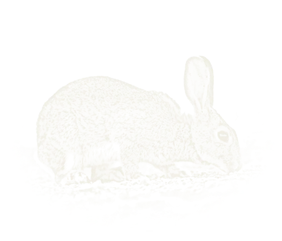 Chalk drawing of a rabbit