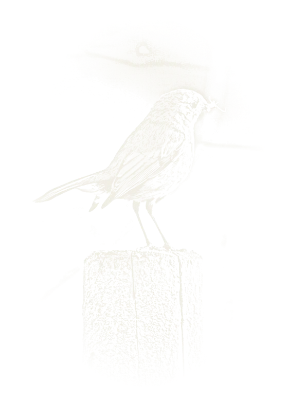 Chalk drawing of a robin
