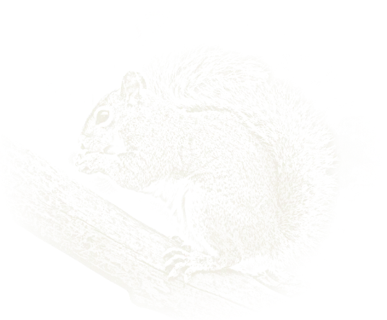 Chalk drawing of a grey squirrel