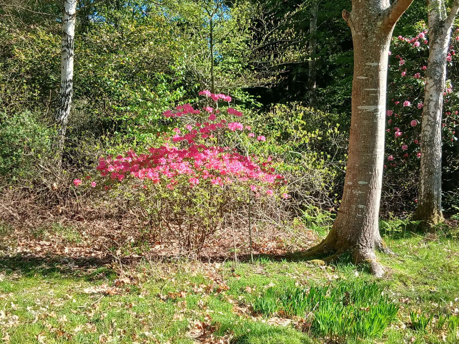 Pink rhododendron in flower beside a great old tree in the Blacknest woods
