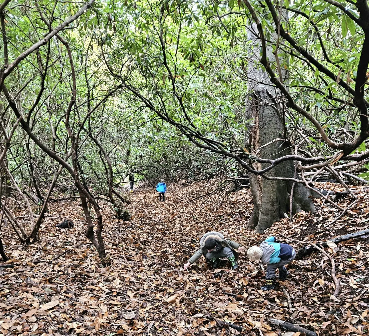 A path winding through the rhododendrons in the Blacknest woods