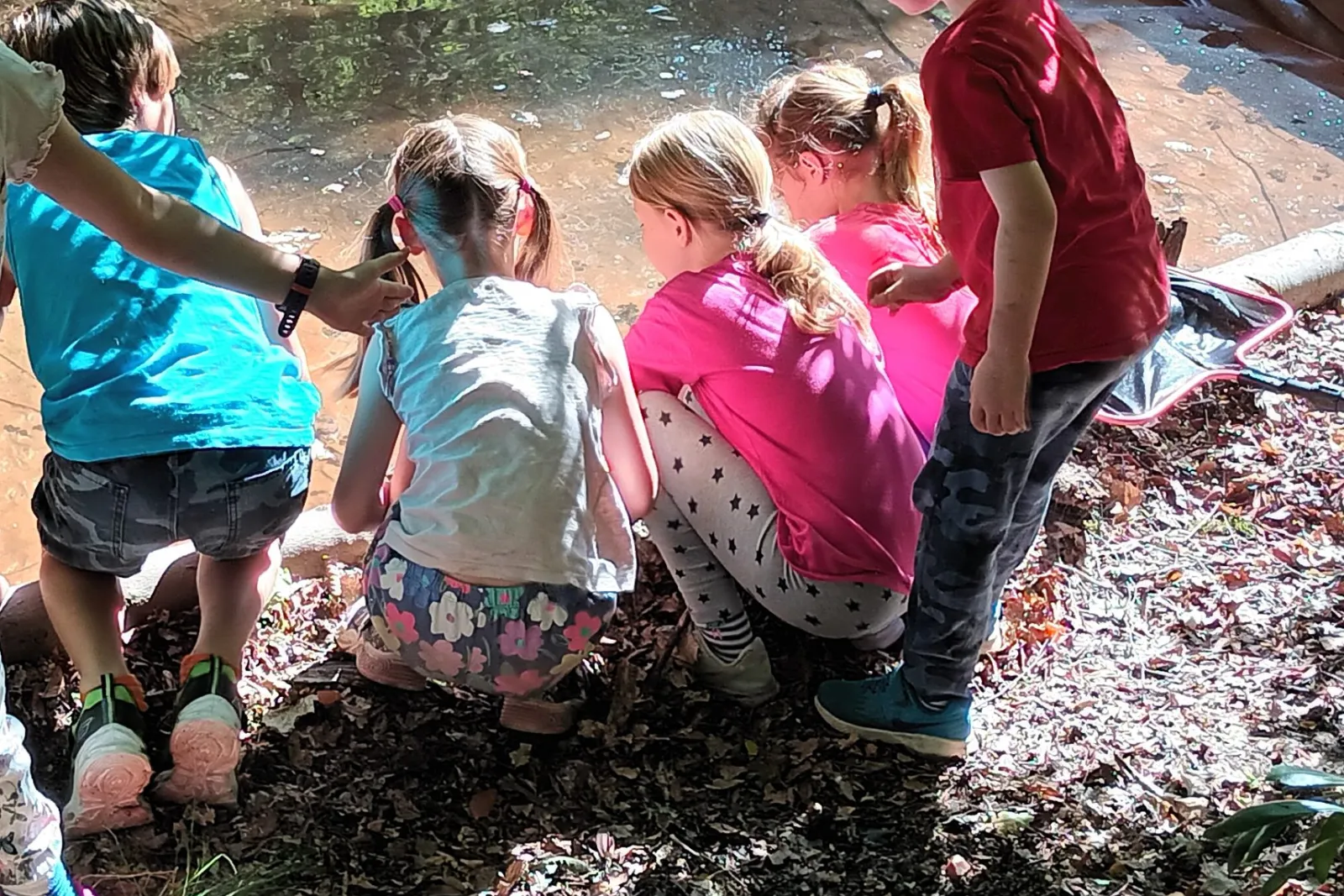 Pond dippers peering in to see what's lurking