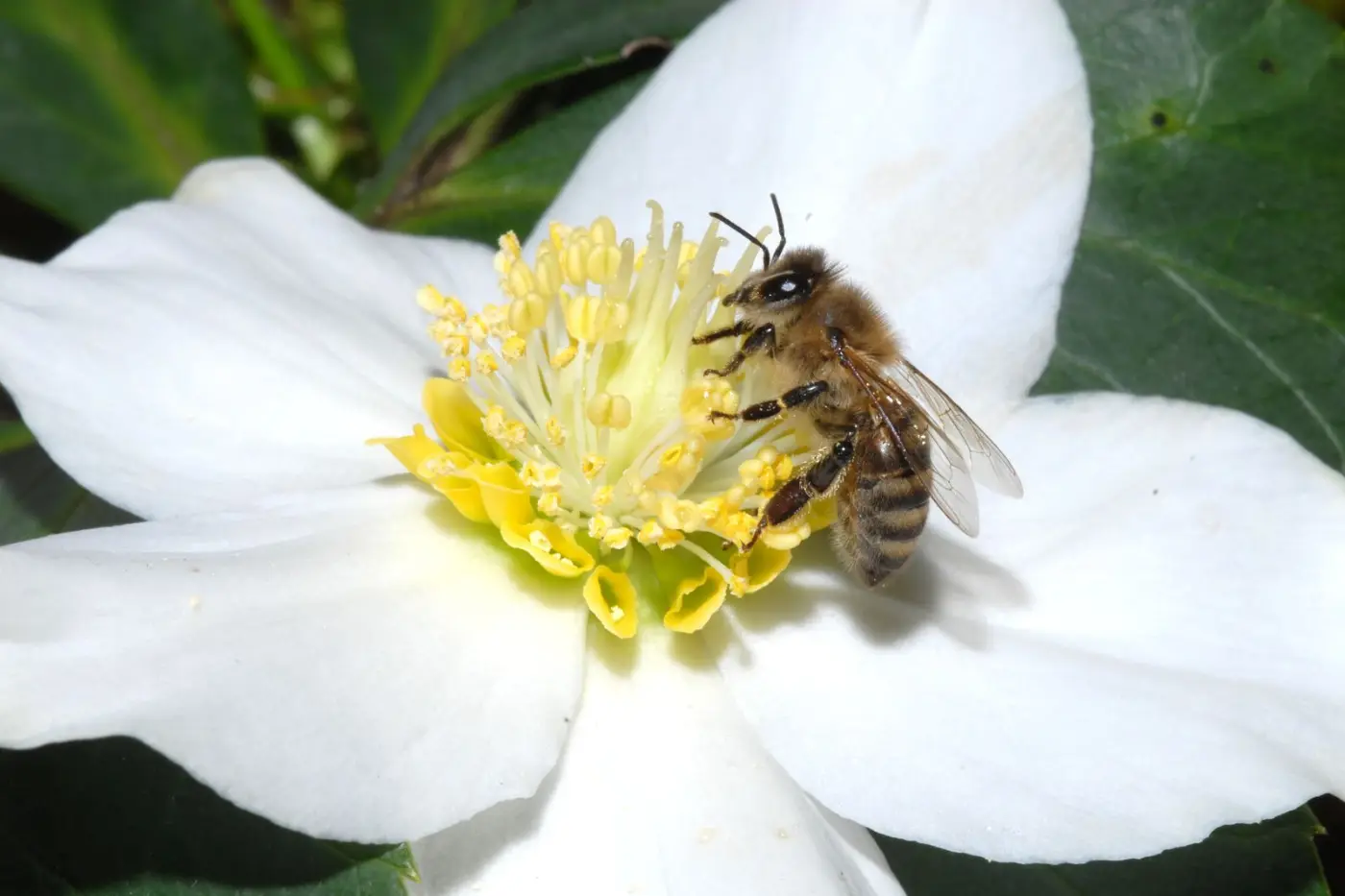 A bee on a white flower