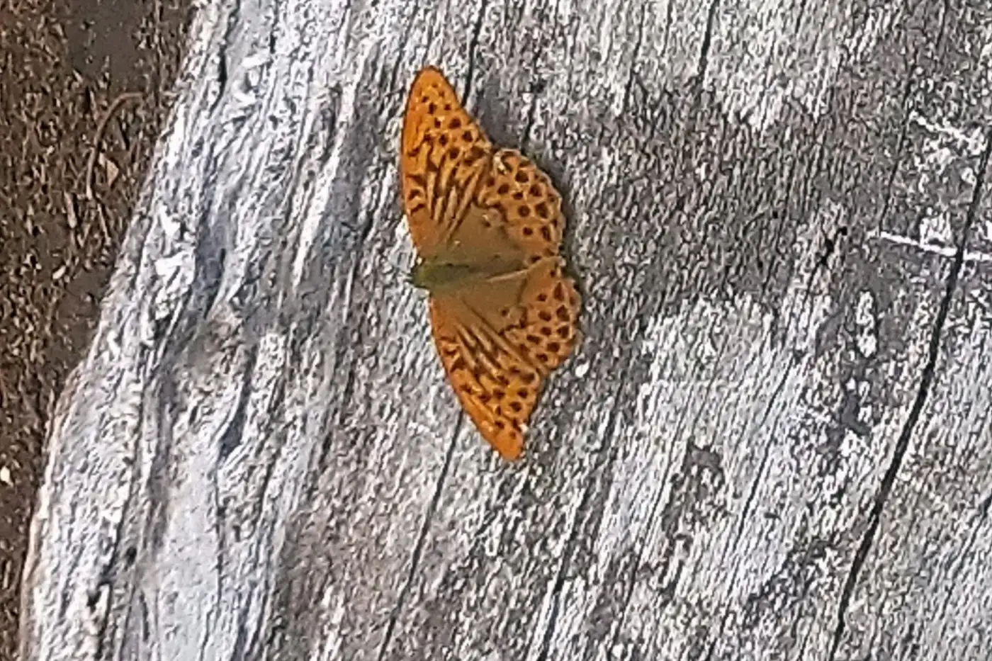 A silver-washed fritillary butterfly resting on bark