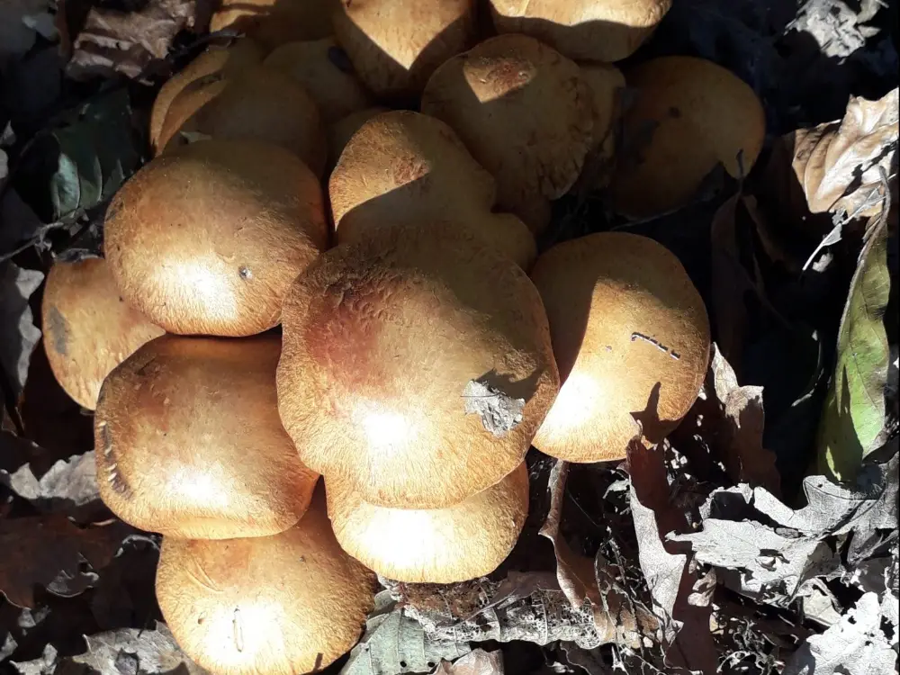 A cluster of golden mushrooms among autumn leaves