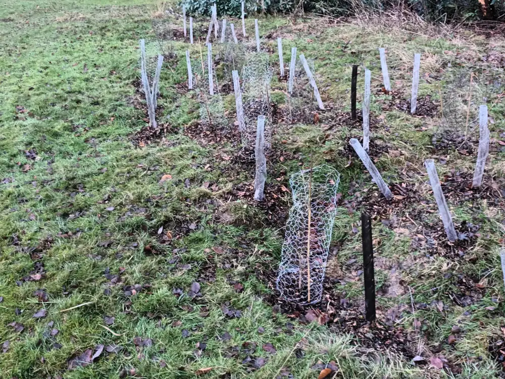 Rows of newly planted hedge saplings in their guards