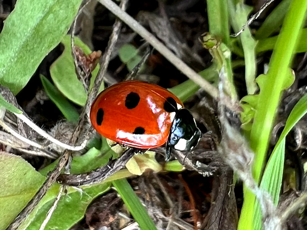 A ladybird in the grass