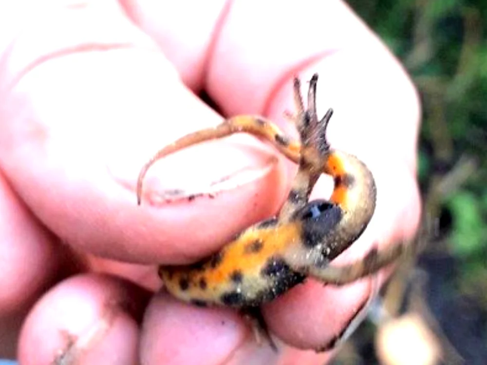 Say hello to our great crested newt!