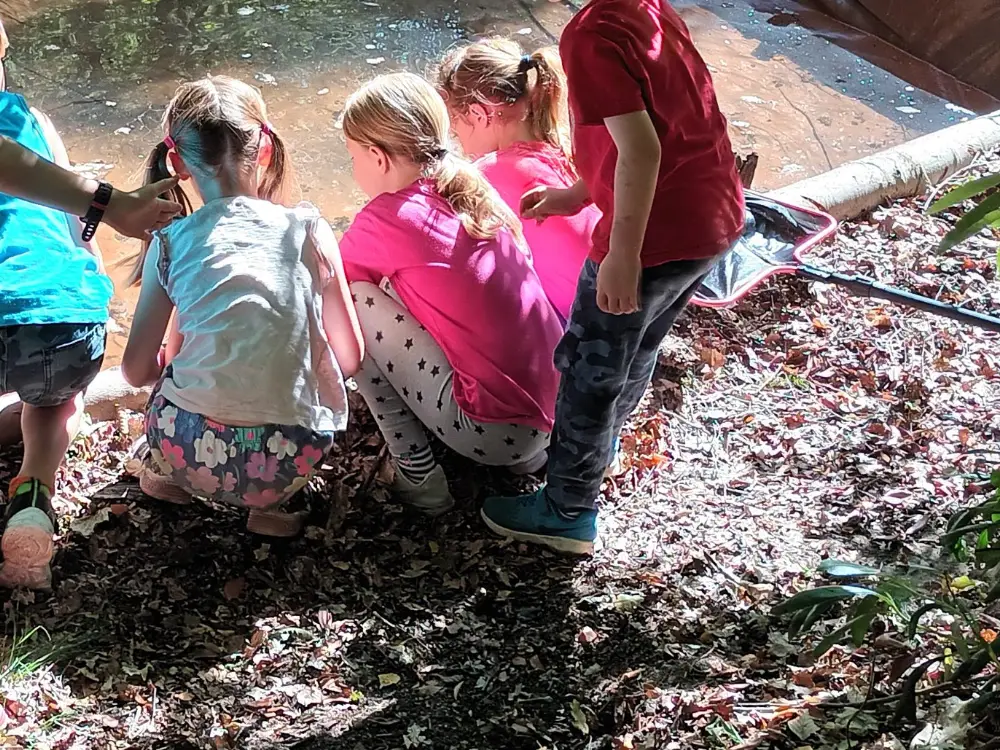 Pond dippers peering in to see what's lurking
